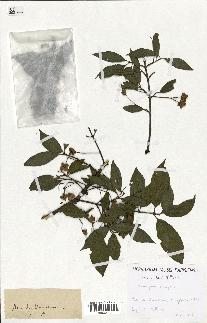 spécimen de Euonymus europaeus