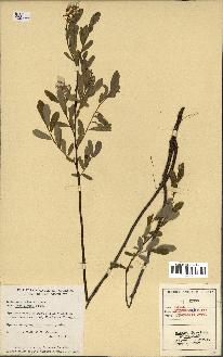 spécimen de Salix pedicellaris