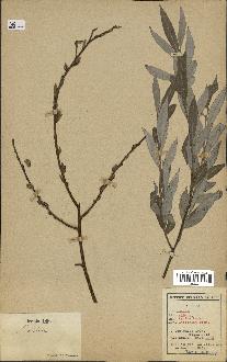 spécimen de Salix alba