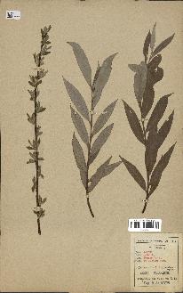 spécimen de Salix alba