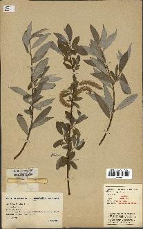 spécimen de Salix alba