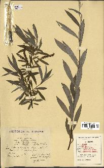 spécimen de Salix alba