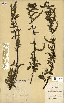 spécimen de Salix alba