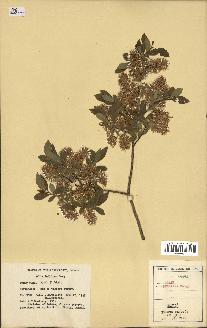 spécimen de Salix bebbiana