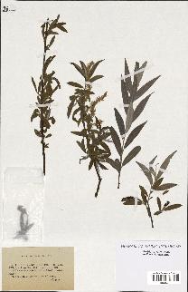 spécimen de Salix alba