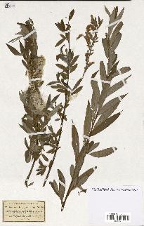 spécimen de Salix alba