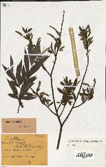 spécimen de Salix alba