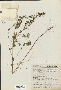 spécimen de Euphorbia hyssopifolia