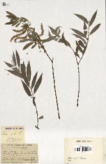 spécimen de Salix alba