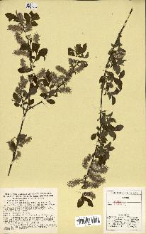 spécimen de Salix aurita