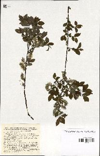 spécimen de Salix aurita