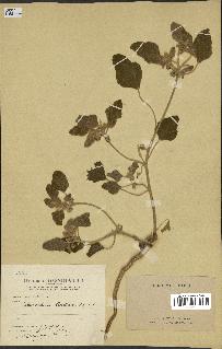 spécimen de Chrozophora tinctoria