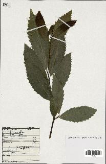 spécimen de Castanea sativa