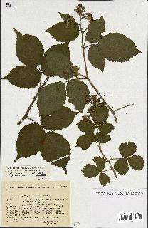 spécimen de Rubus sp.