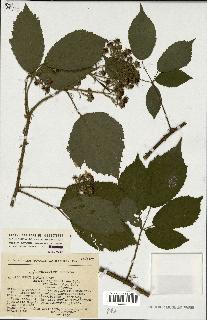 spécimen de Rubus sp.