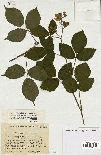 spécimen de Rubus sp.