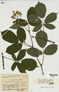 spécimen de Rubus sp.