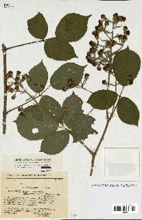 spécimen de Rubus sp.