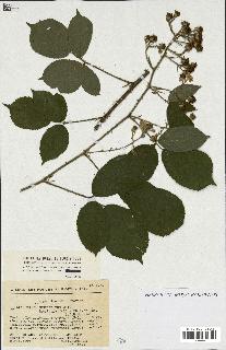 spécimen de Rubus sp.