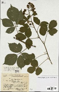 spécimen de Rubus sp.