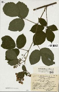 spécimen de Rubus sp.