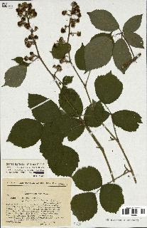 spécimen de Rubus sp.