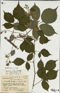 spécimen de Rubus sp.