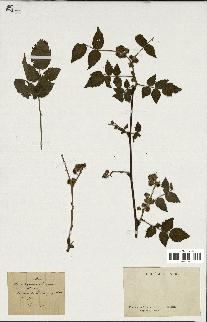 spécimen de Rubus sp.