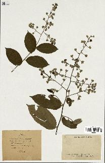 spécimen de Rubus sp.