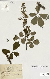 spécimen de Rubus ulmifolius