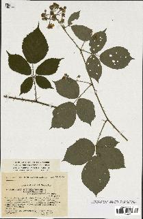 spécimen de Rubus sp.