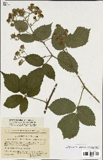 spécimen de Rubus sp.