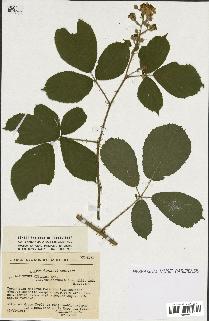 spécimen de Rubus sp.