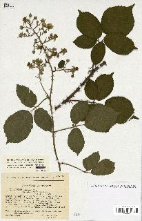 spécimen de Rubus sp.