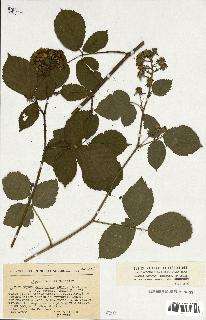 spécimen de Rubus sp.