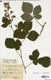 spécimen de Rubus sp.