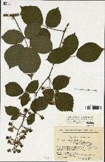 spécimen de Rubus sp.