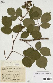 spécimen de Rubus sp.