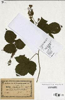 spécimen de Rubus sp.