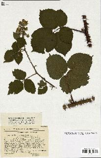 spécimen de Rubus sp.