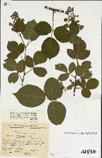 spécimen de Rubus sp.