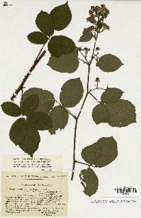 spécimen de Rubus sp.