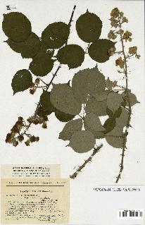 spécimen de Rubus sp.
