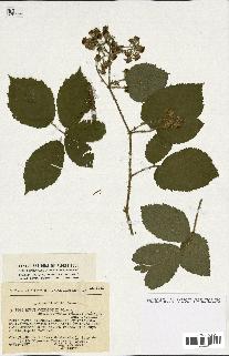 spécimen de Rubus sp.
