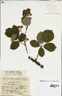 spécimen de Rubus sp.