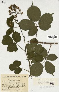 spécimen de Rubus sp.