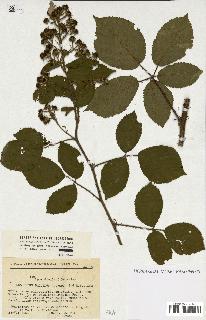 spécimen de Rubus sp.