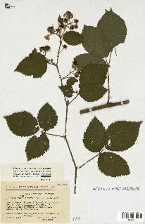 spécimen de Rubus sp.