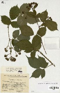 spécimen de Rubus sp.