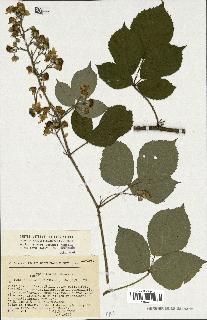 spécimen de Rubus sp.